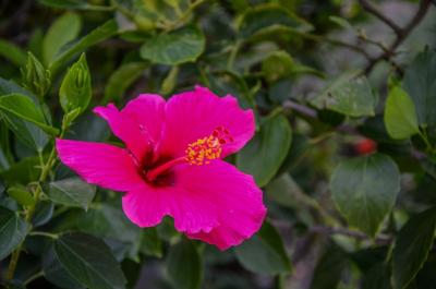 Martinique, features and locations