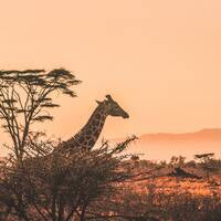 Kenya, features and locations