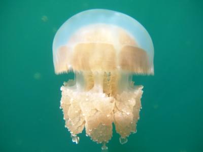 Palau, features and locations